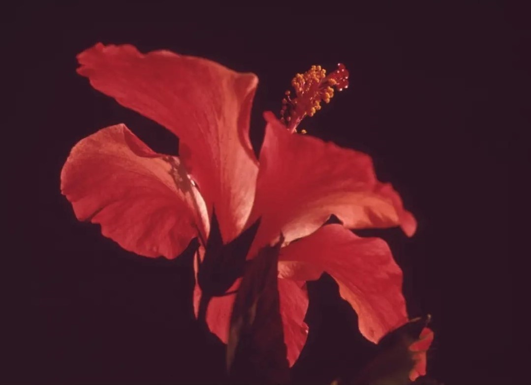Fotografia de perto de uma flor vermelha.